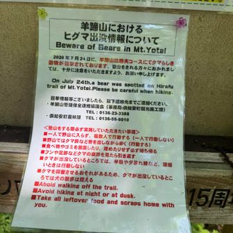 登る時気付かなかったけど、最近🐻さん居たよ情報