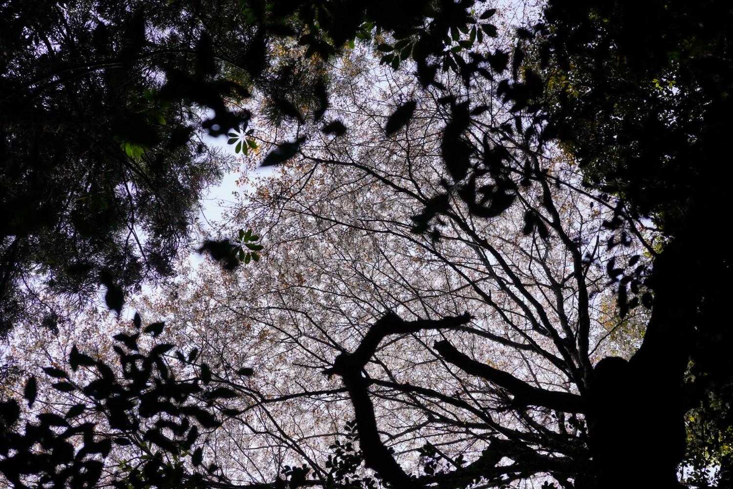 息子撮影の山桜。他人目線の写真は面白い