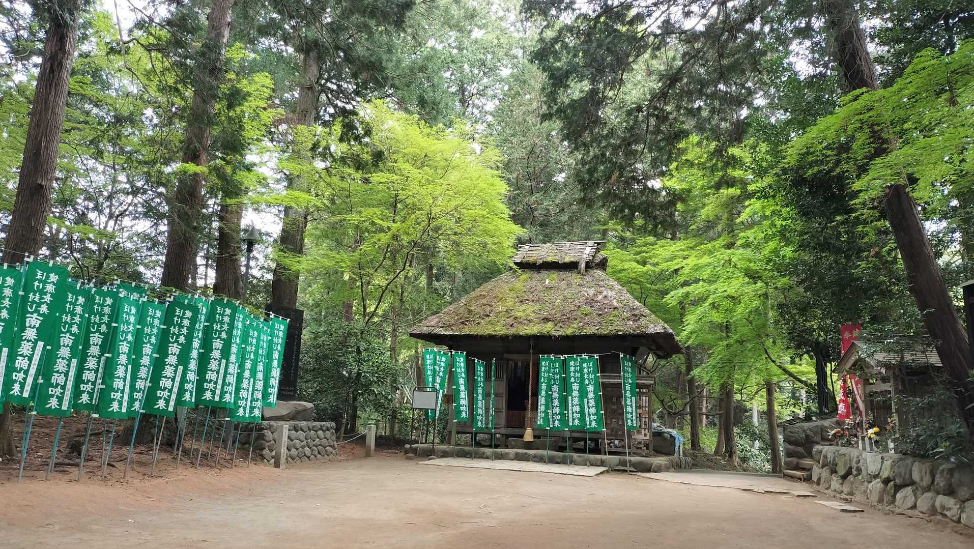 新緑の美しさよ🌿✨️