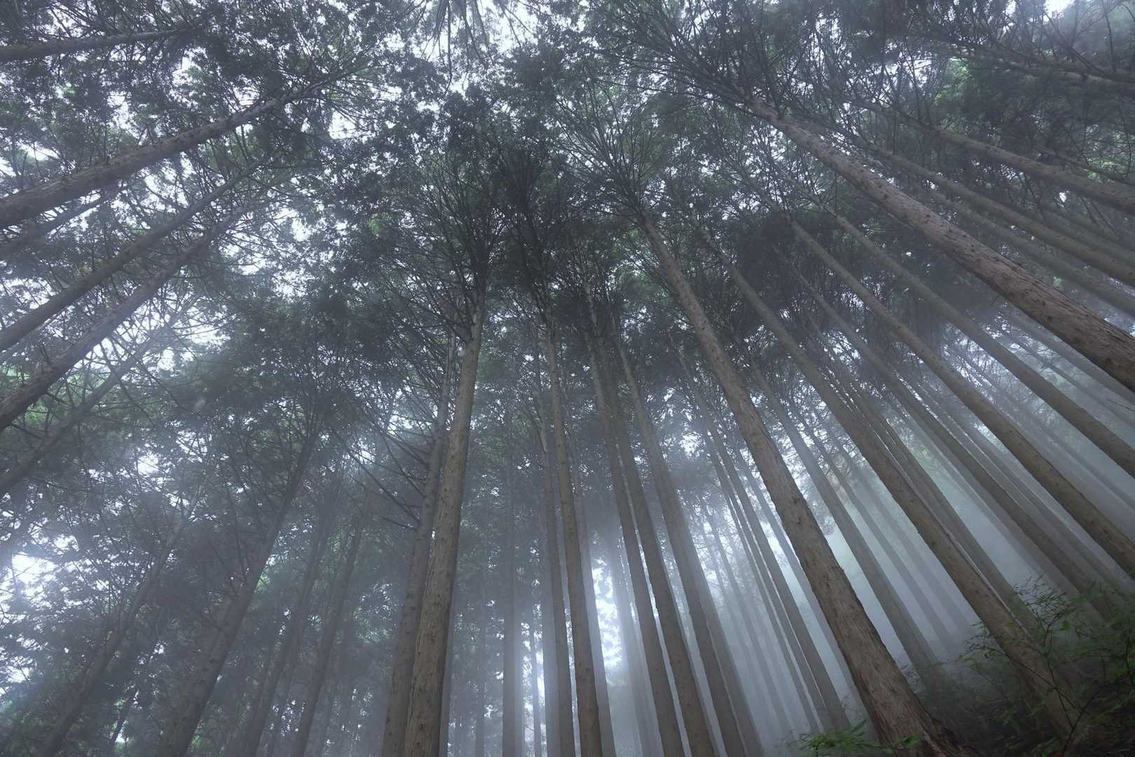 滝本駅-御岳山駅-大塚山-天狗の腰掛け杉-芥場峠-鍋割山- 縦走コースの写真