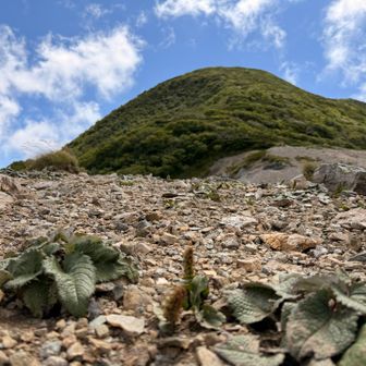 ユウバリ何とか🤔って花と、夕張岳😂
山友さんに名前教えてもらったけど、なんだったかな🤣