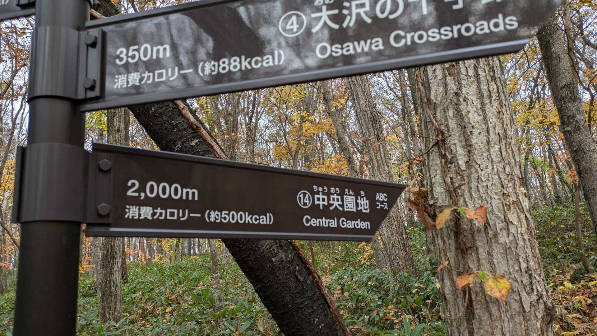 迷わず500キロカロリー消費に進みます👉️