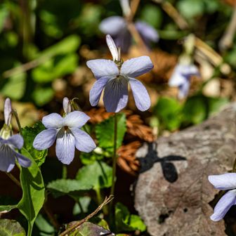 タチツボの群生
ここのタチツボは少し距が長めですね

この他、アオイとエイザンも咲いていましたが美人さんが撮れなかったので今回は割愛🙏