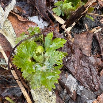 フキノトウではない何かの芽
フクジュソウかな？