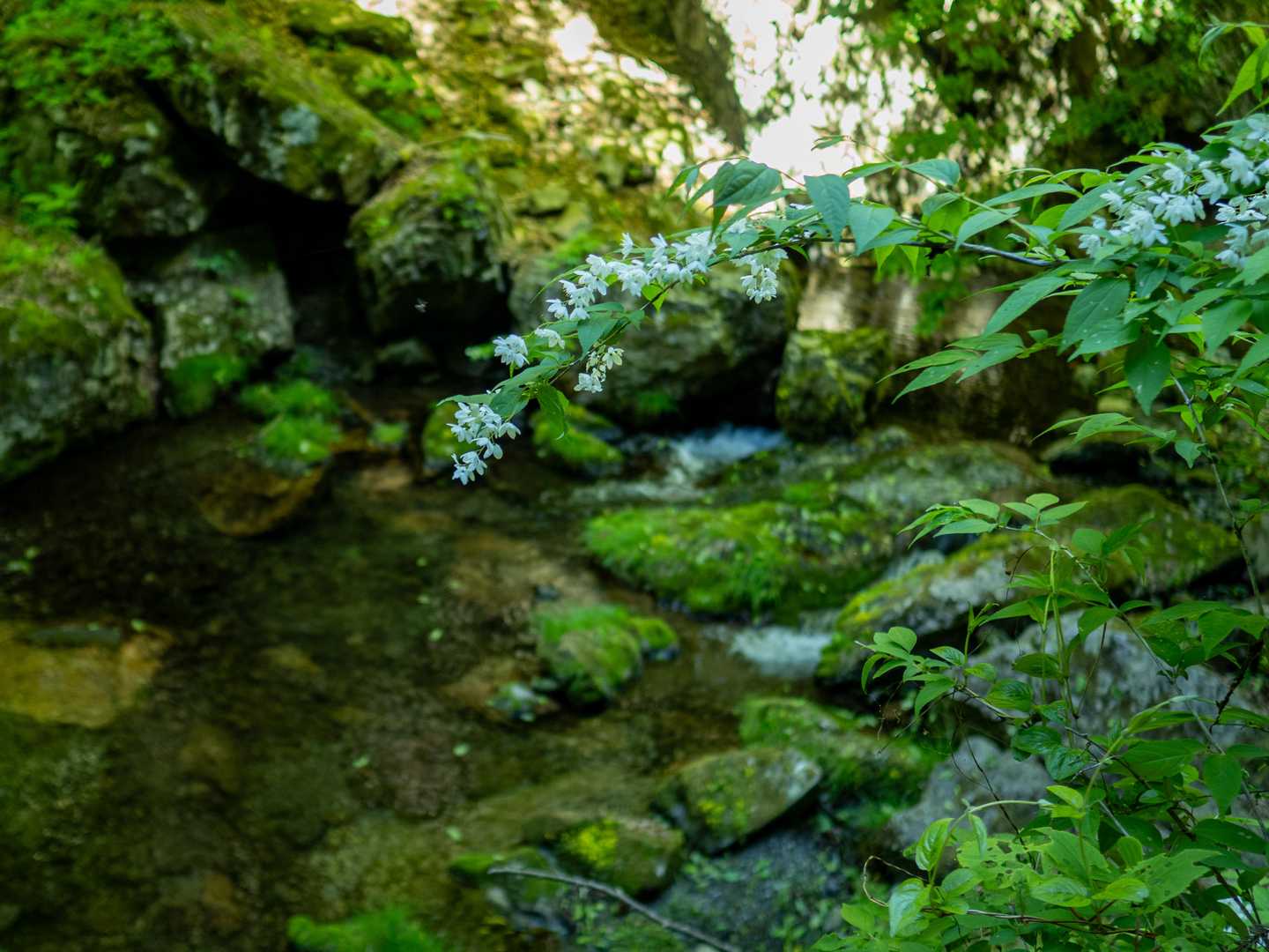 渓流に咲くウツギ