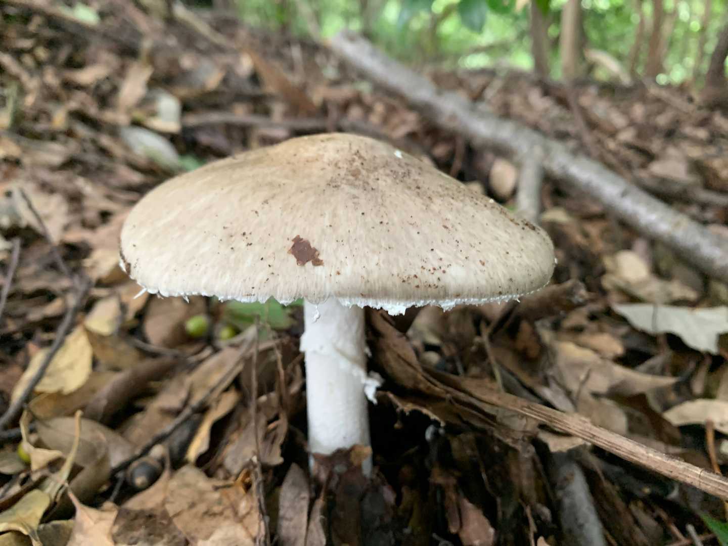 立派な🍄