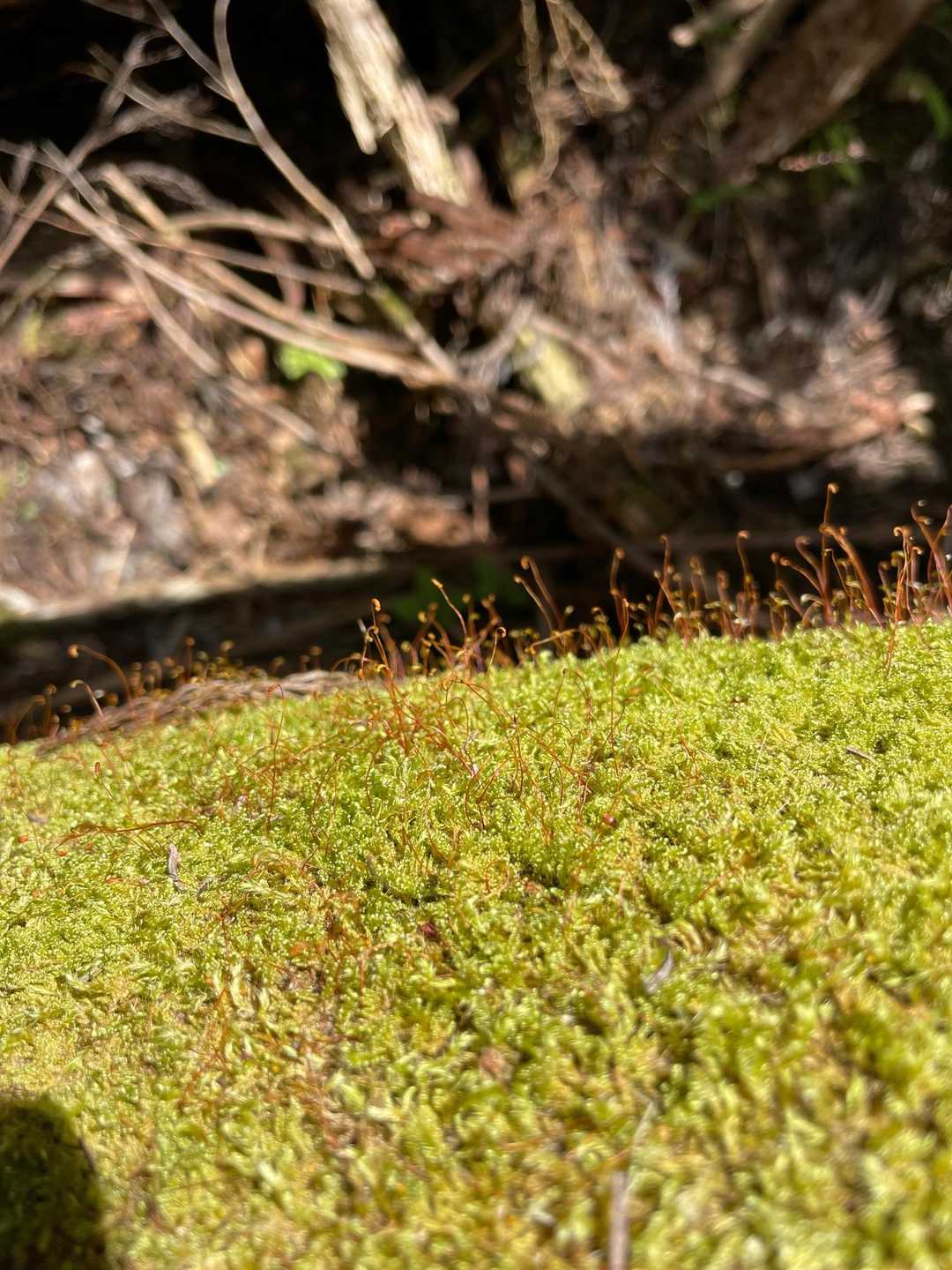 苔もすくすく芽を出してます