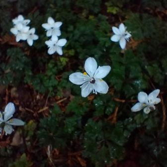 熊野古道 小辺路 バイカオウレン