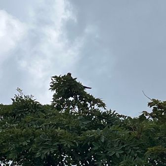 わかりづらいですがホシガラス