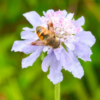 🐝蜂のフリしてるけど刺さない子…“🪰ハナアブ”も 吸蜜にやって来ました♪