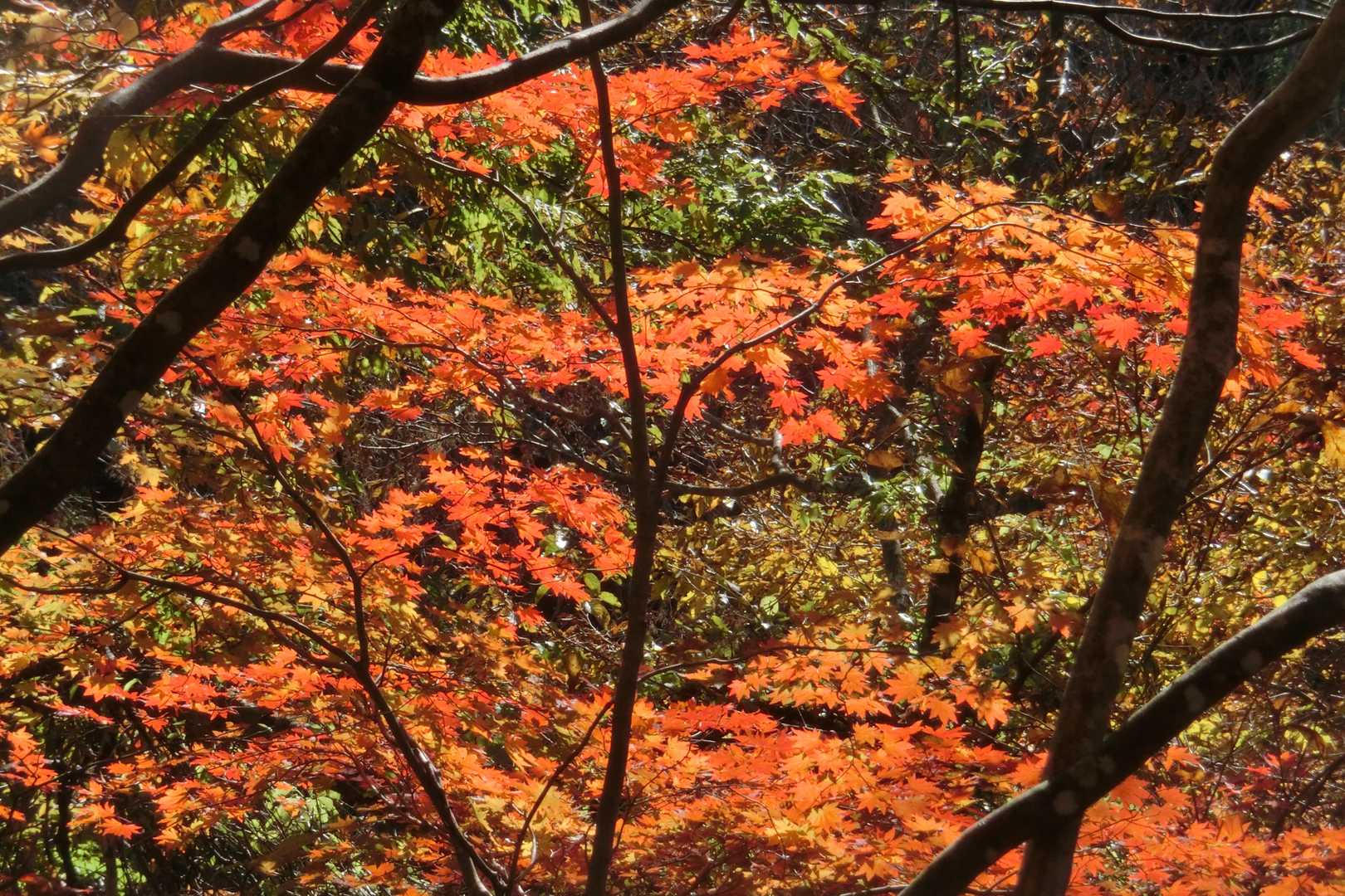 甲津畑登山口-杉峠-杉峠ノ頭-イブネ-クラシ 往復コースの写真