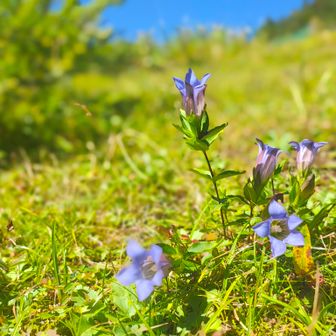 良い天気で、昨日は閉じていたリンドウが今日は気持ちよさそうに開いています