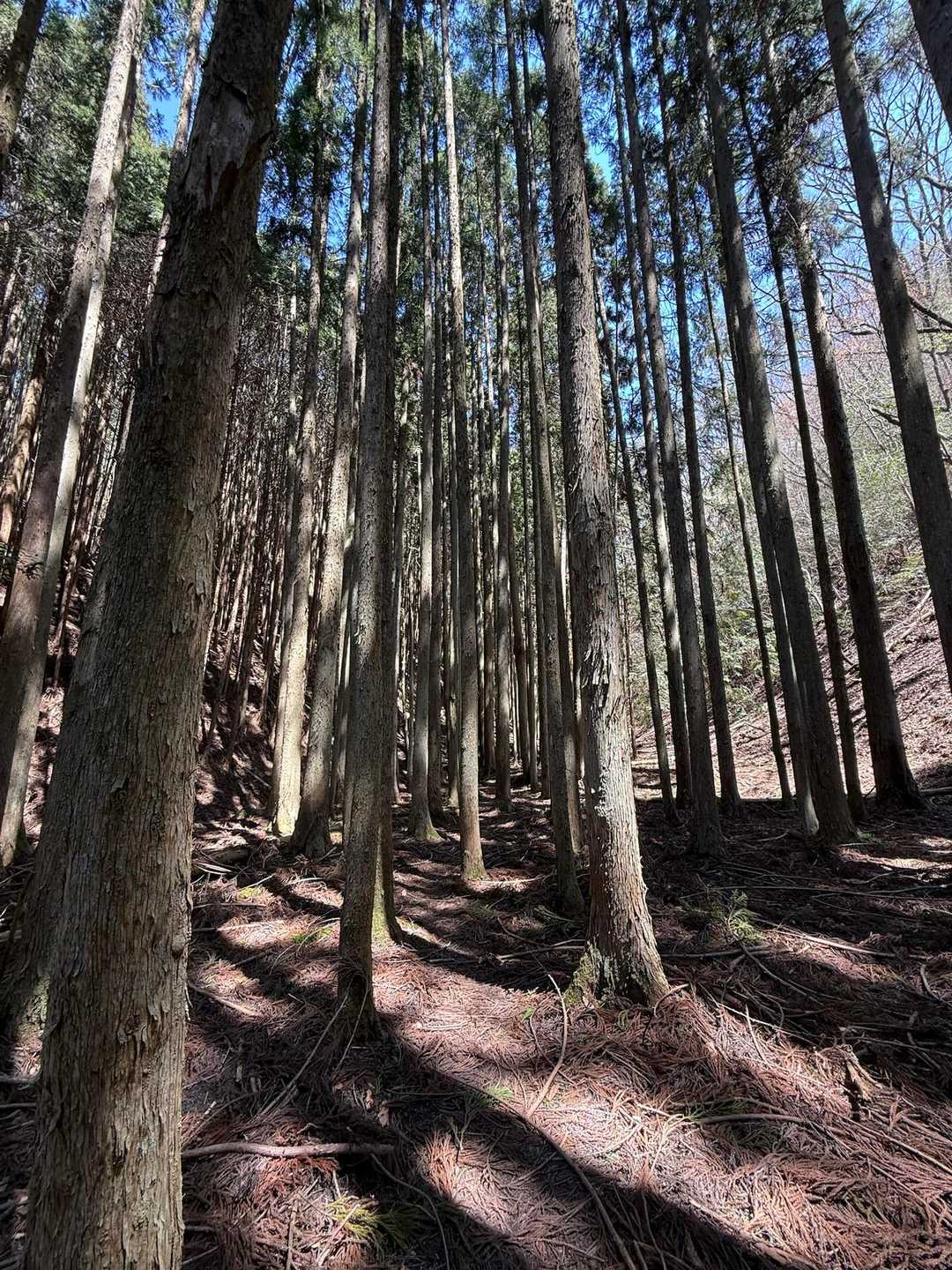 木立の中のトレイル
気持ちいい😃
