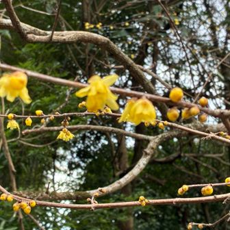 ^ ^香りがいいです。