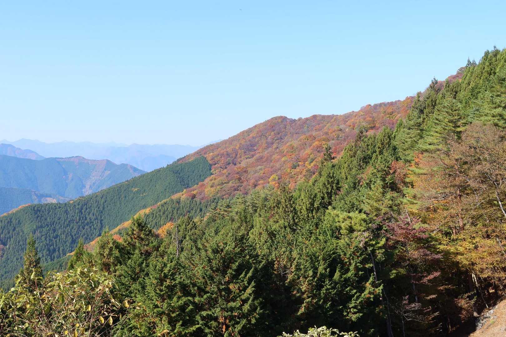 大持山方面でしょうか？かなり色づいています