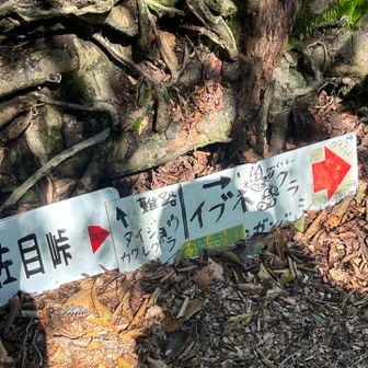 ニャロ目と毛ムンパス
