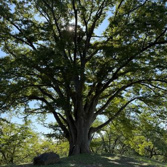 立派です🌳