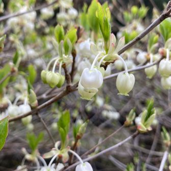 ただいまー

駐車場のドウダンツツジは咲く直前に剪定されゆみたいやき、時期を考えてほしーなー

ほいたらねー👋