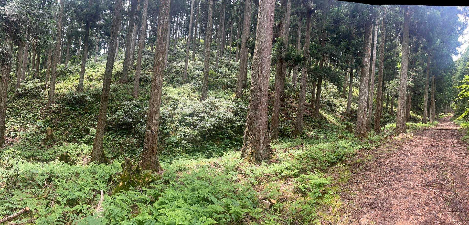白屋岳登山口-白屋岳 往復コースの写真