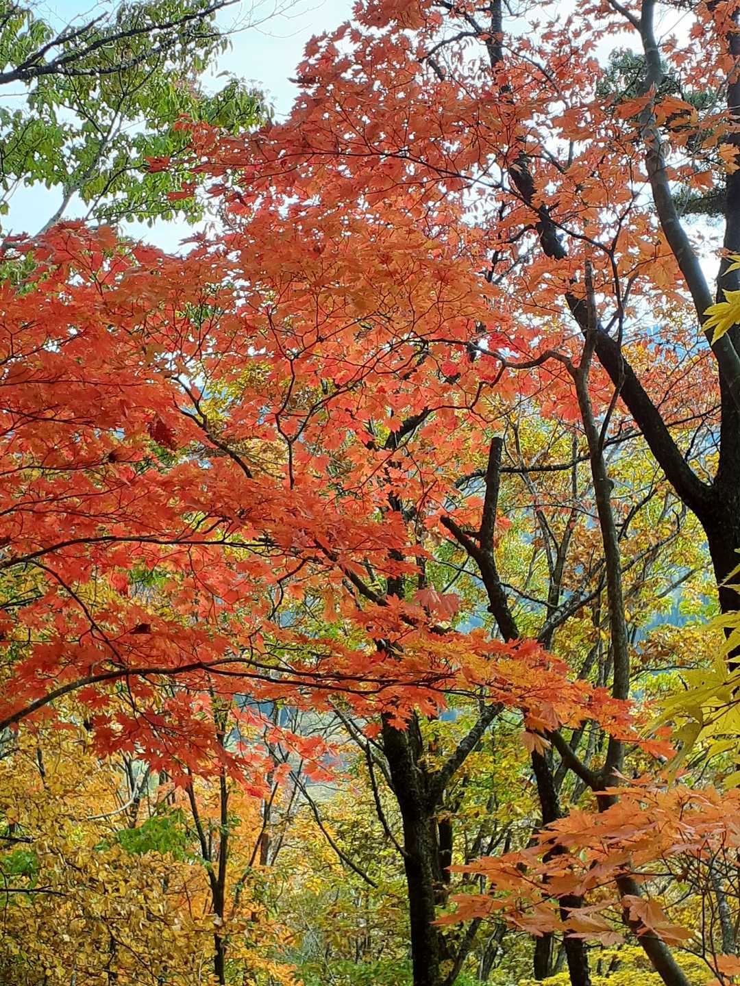 東黒森山 周回コースの写真