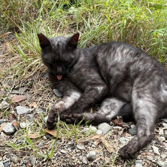 ネコちゃん🐱いた
よく慣れていて触らせてくれました