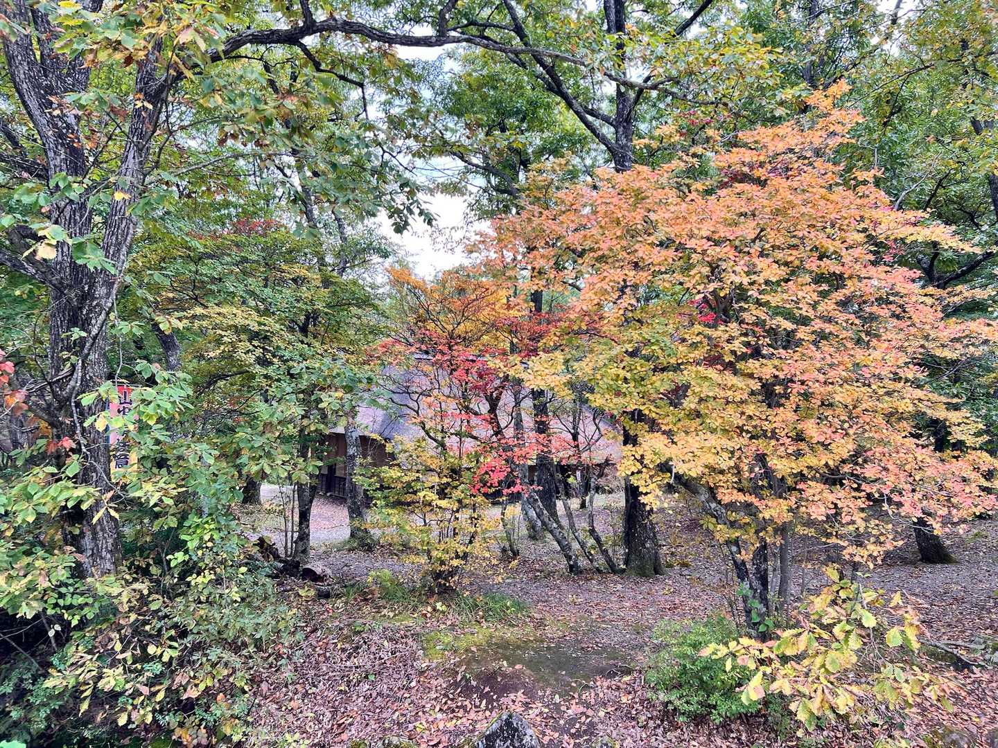 ゴール付近
古民家と紅葉
紅葉が似合う🍁