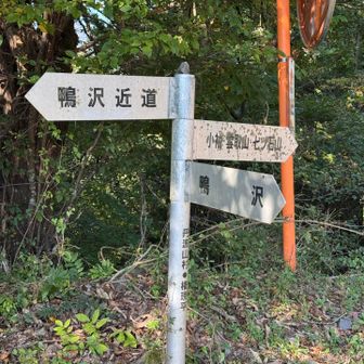 近道を通らないと林道を歩くことになります。近道は木陰でよかった。
