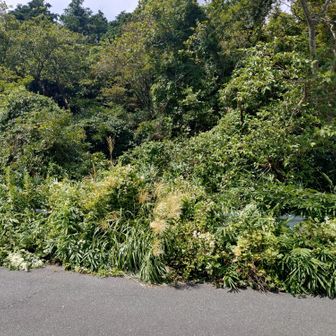 またまた分かりにくい分岐。この後お会いした地元の方とおしゃべりしながら帰ったので写真が途切れました😅