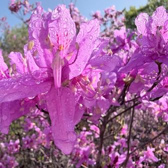 花言葉は『愛の喜び』