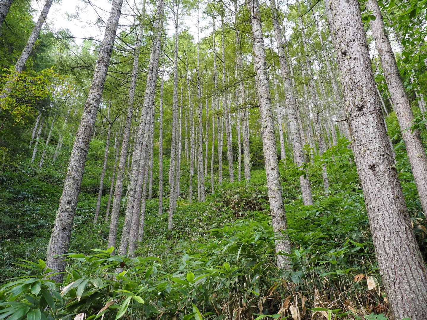 気持ちの良い登山道を登る