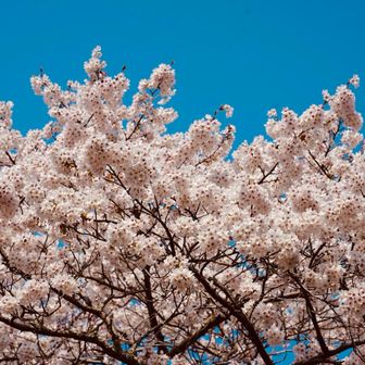 帰り道のさくら🌸