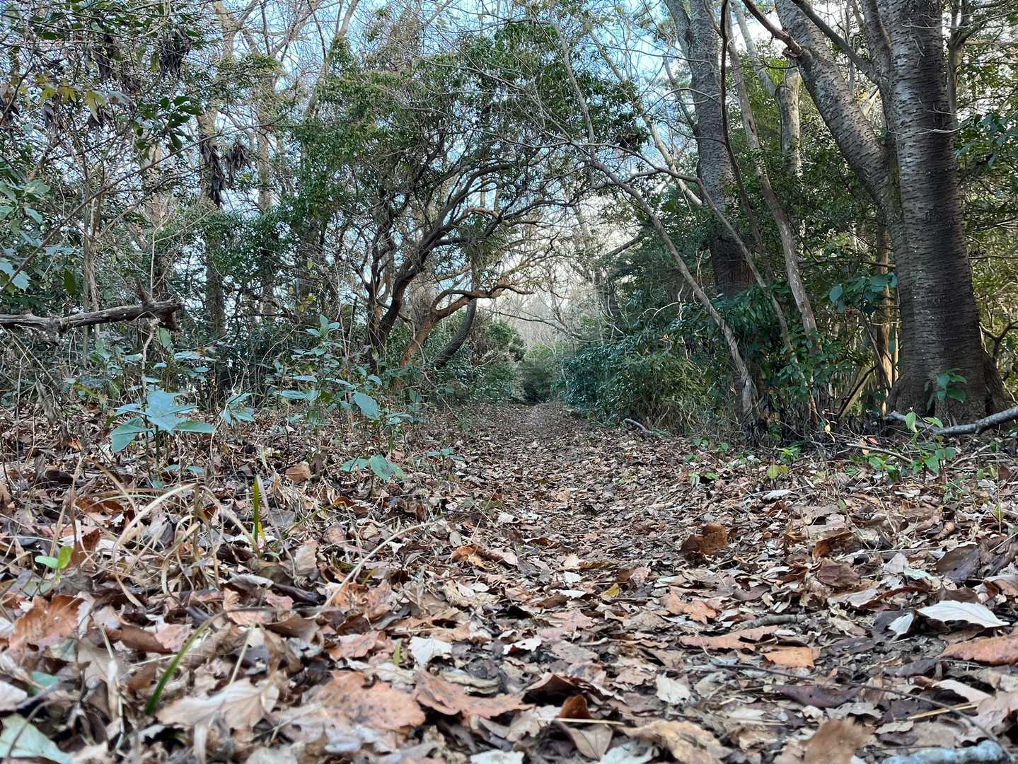 もふもふ落葉🍁🍂🍃