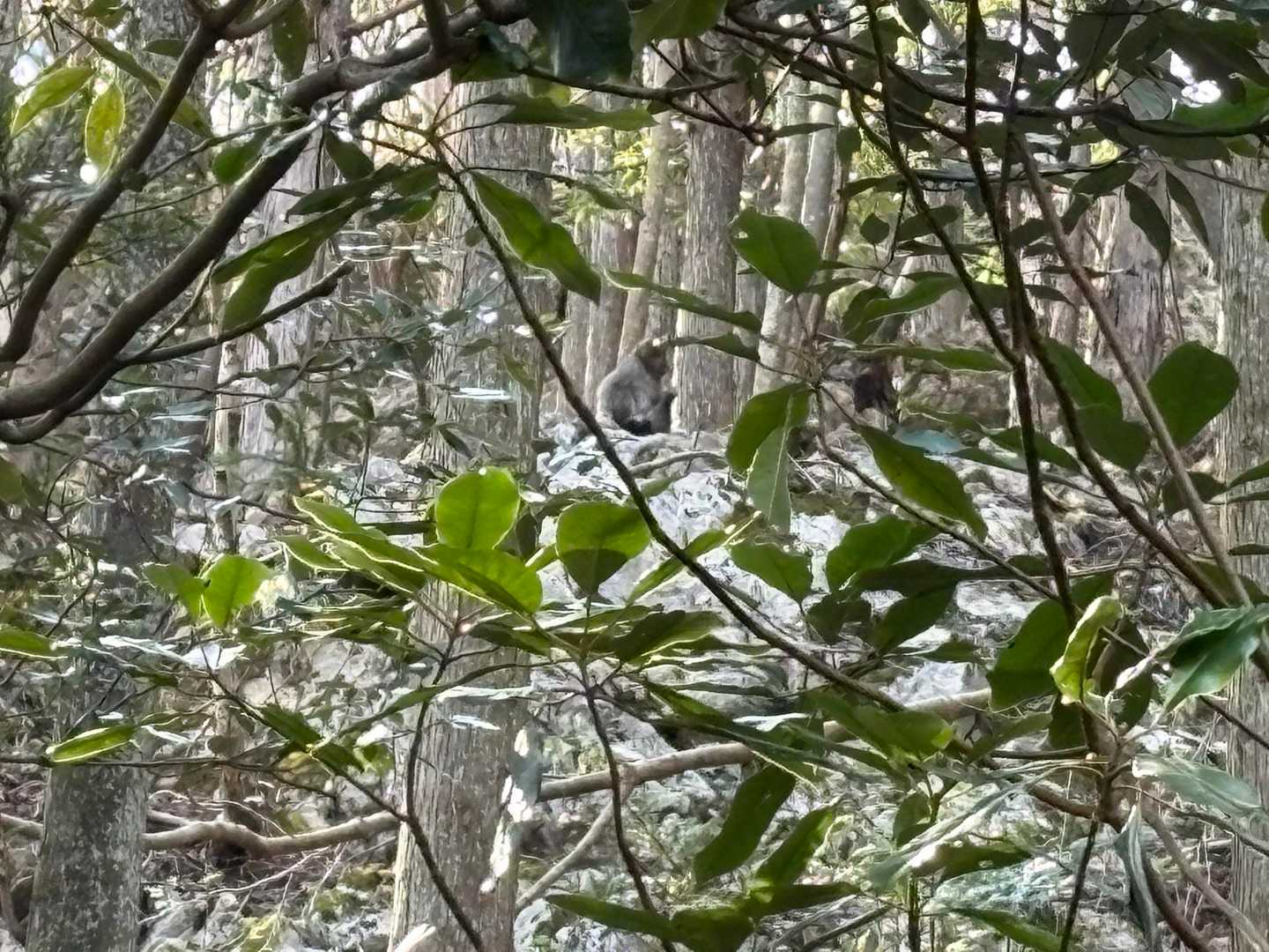 下山中、猿🐒発見
移動時に落石させてました🪨
人に当たったら危ないな