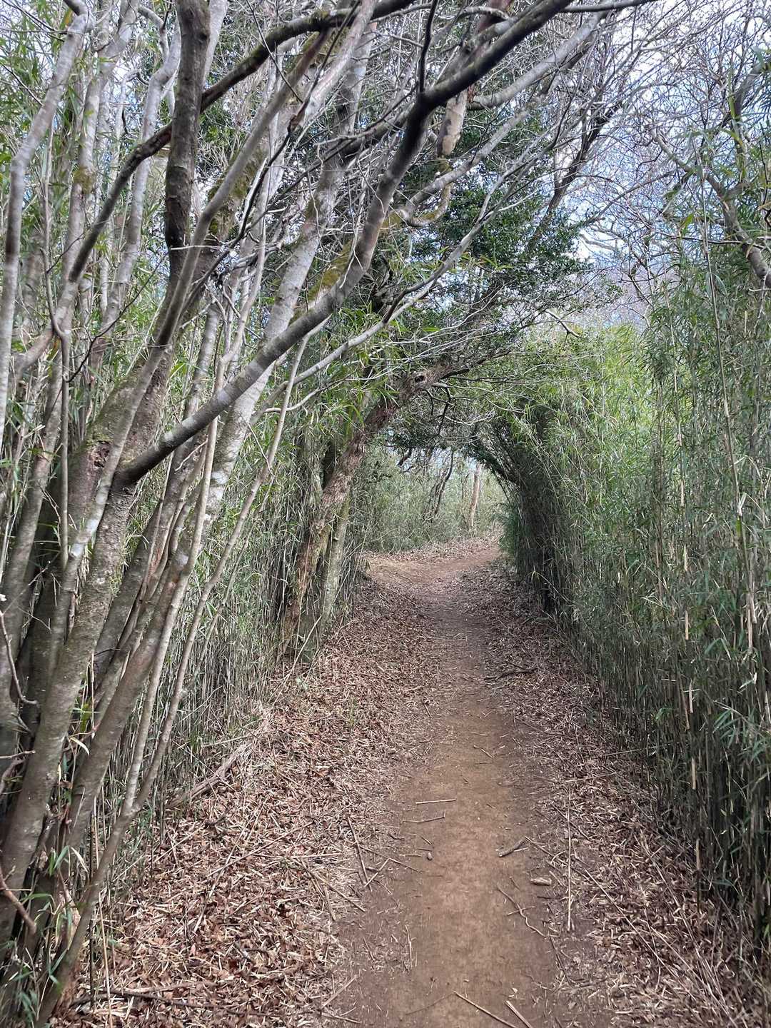 木のトンネル
