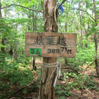 秋葉越
この周辺は倒木が多い歩きにくい森でした。😢🌳
今季初の蝉の声も聞きました。初夏ですね。😅