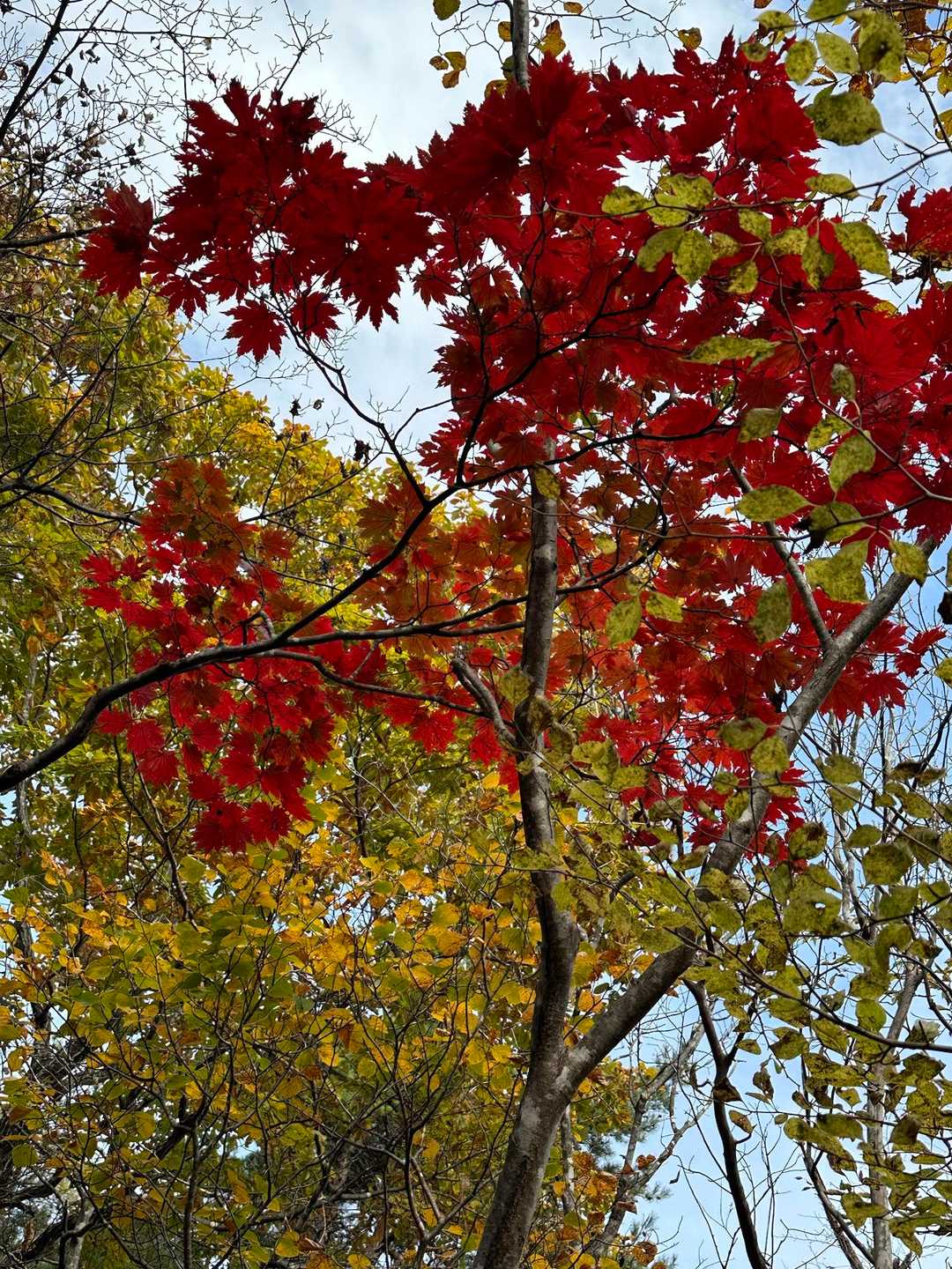 紅葉🍁綺麗だなぁー(∩´∀`∩)