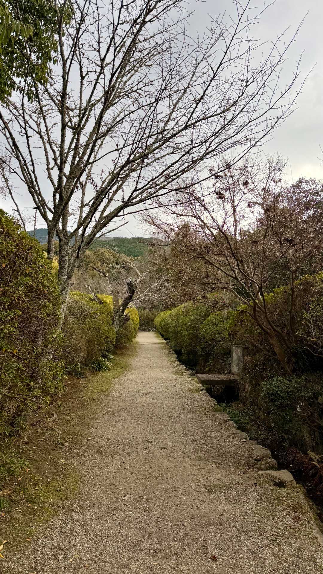 綺麗なお寺の道お邪魔します。