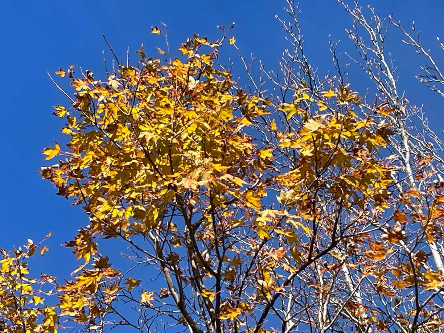 青空に映える〜🍁