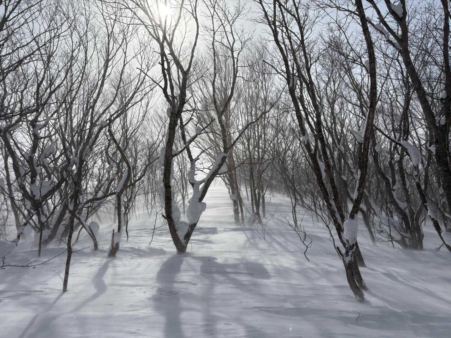 鞍掛山 往復コースの写真