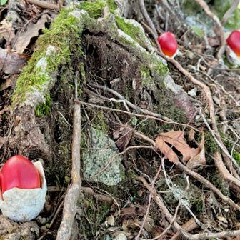 たま〜に
きゅん(՞⸝⸝ᵒ̴̶̷᷄꒳ᵒ̴̶̷᷅⸝⸝𝜗𝜚՞) 🍄