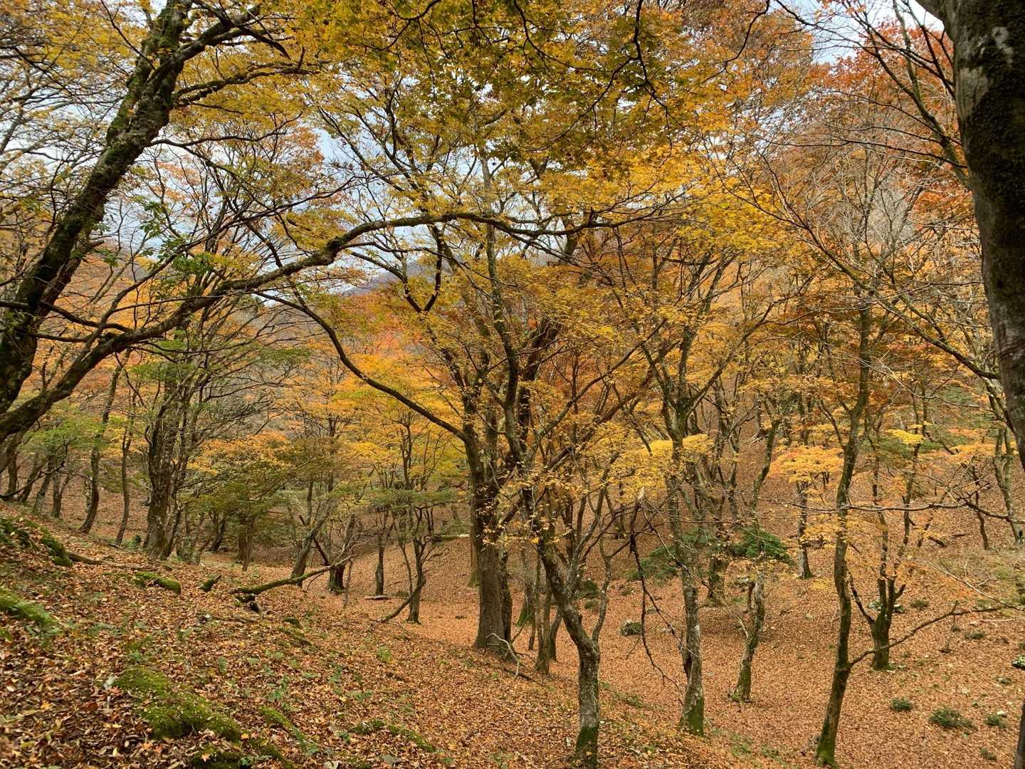 裏山-笙ヶ岳 周回コースの写真