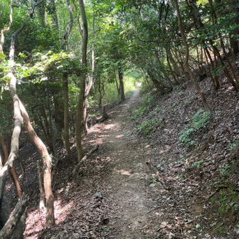 歩きやすい区間がしばらく続きます