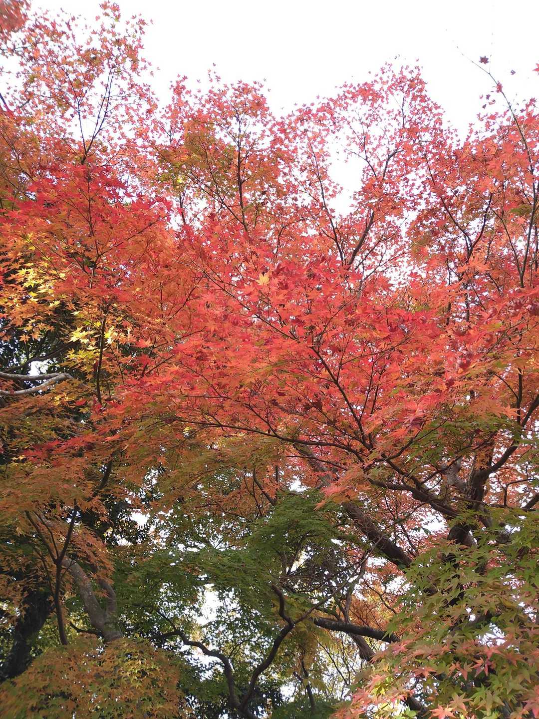 若草山麓バス停-若草山 縦走コースの写真
