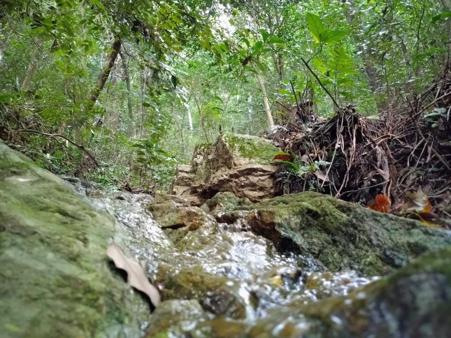 沢のせせらぎを聴きながら🎶
金華山に来て良かったと思いました。
(西濃の山を予定していました🧸)