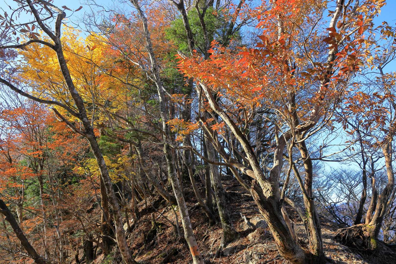 又剣山-丸塚山 往復コースの写真