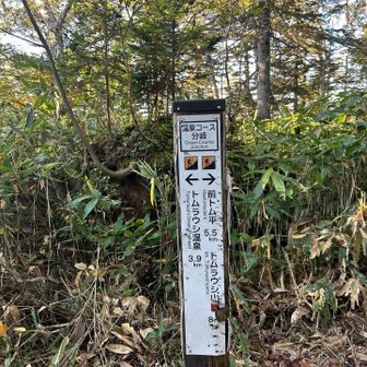 温泉コースとの分岐