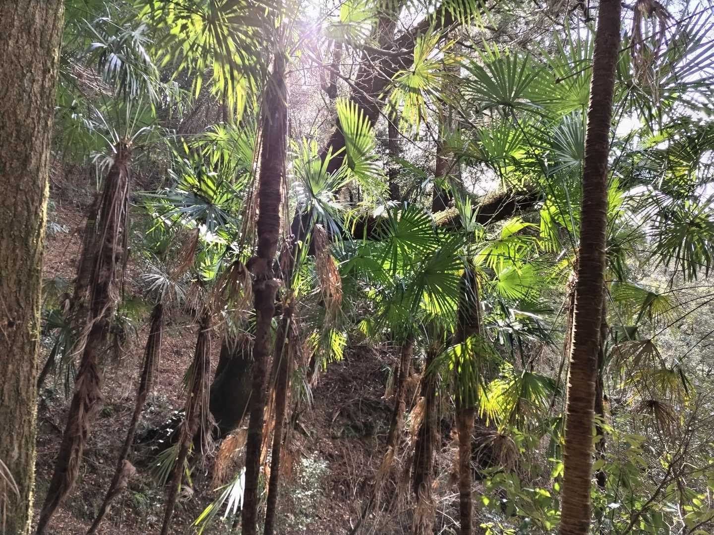 神社近く
行きは思わなかったけど、ここだけ南国感🌴🌴