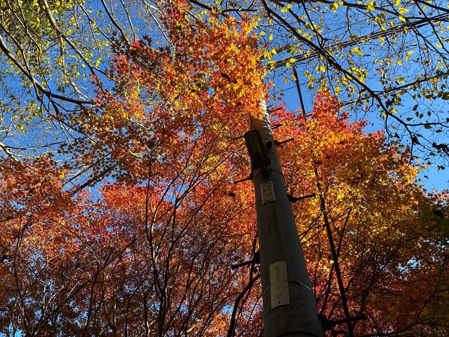 紅葉🍁真っ盛りですね