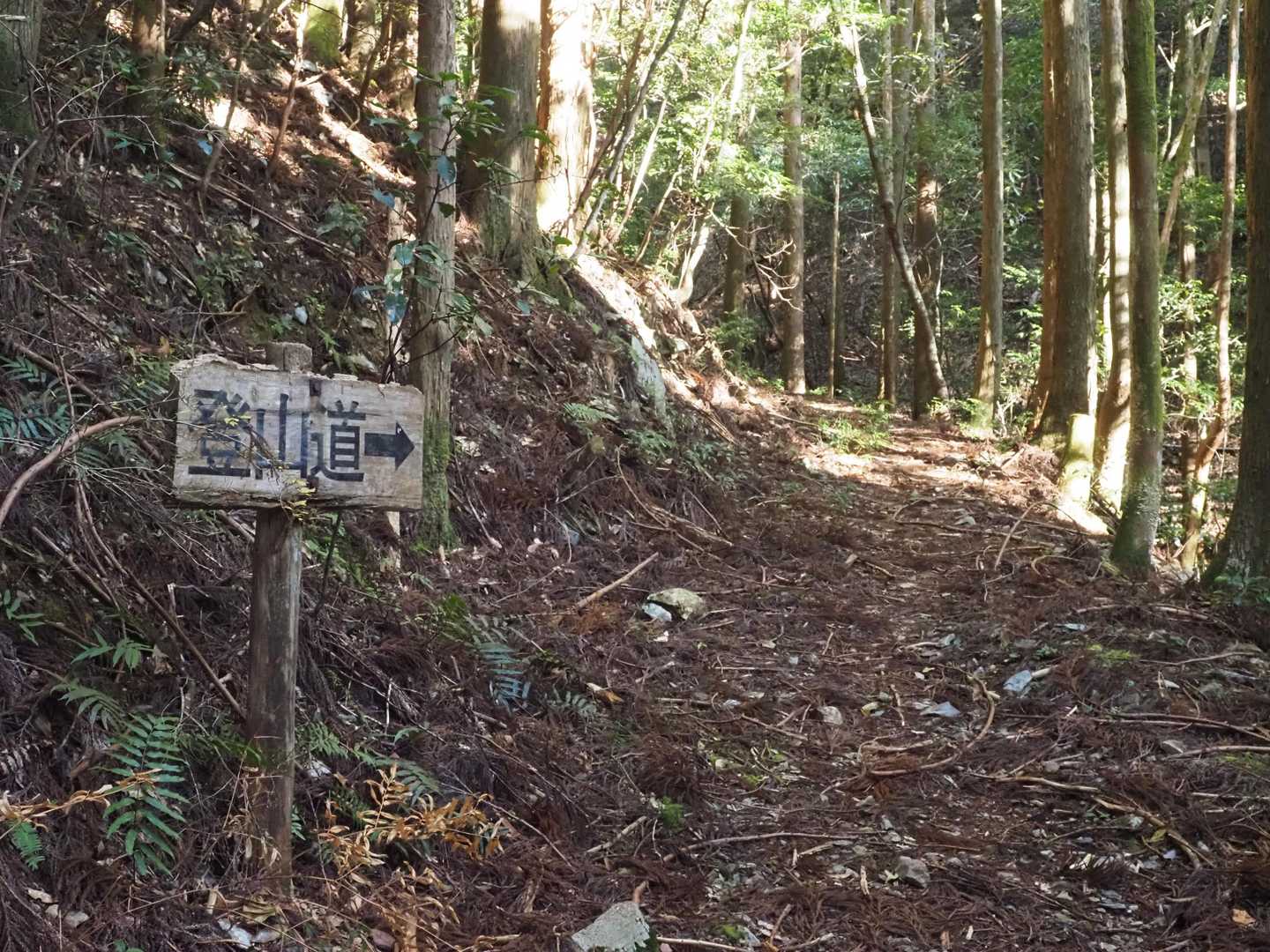 登山道らしい道（少しの間だけ😅）