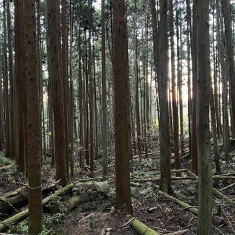 やばい暗くなってきた